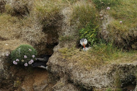 Puffin