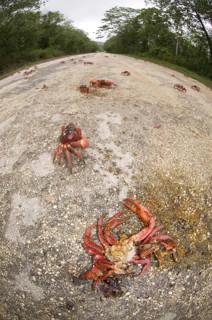 Christmas island red crab