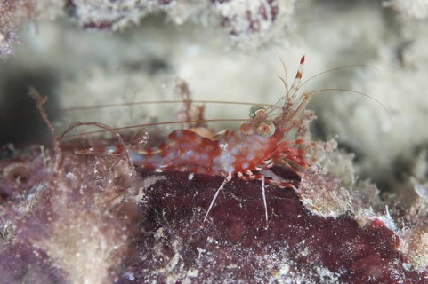 Reticulated dancing shrimp