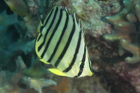 Eight-banded Butterflyfish