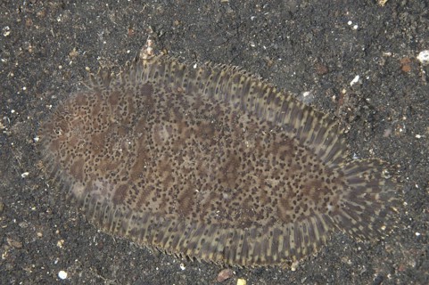 Carpet Sole