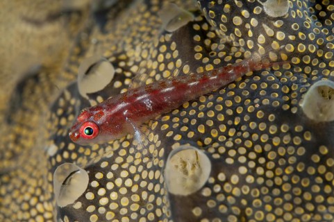 Common Ghostgoby