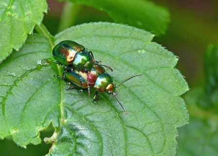 Magnificent leaf beetle