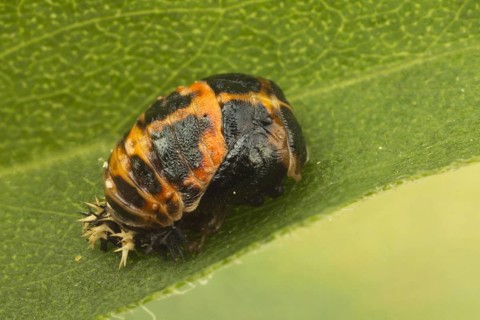 Asian Ladybird