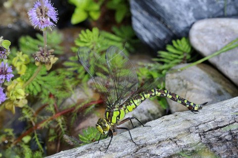 Southern hawkers