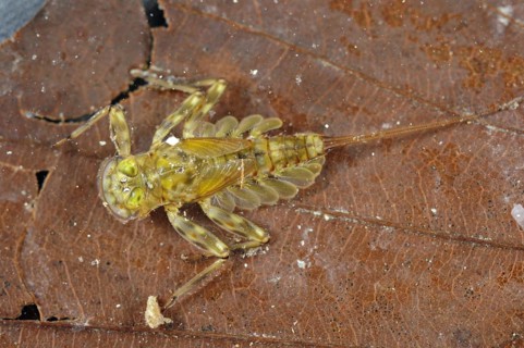 Mayfly