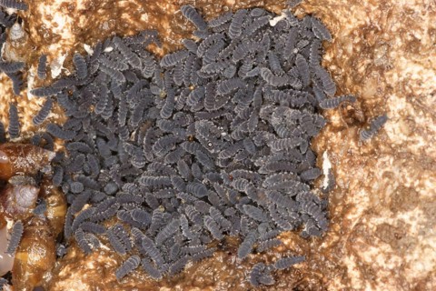 Rockpool Springtail