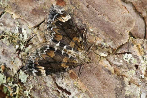 Dark Marbled Carpet
