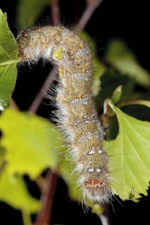 December moth