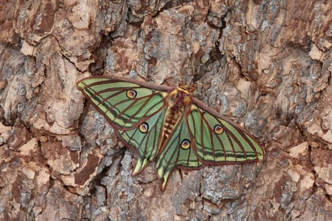 Graellsia isabellina