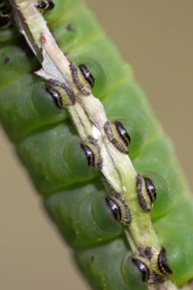 Puss Moth