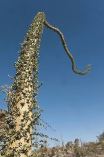 Boojum Tree