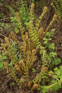 Scaly Male Fern