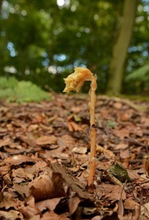 Yellow Bird's-nest