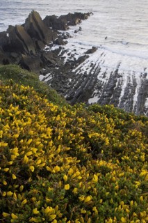 Flowering common gorse