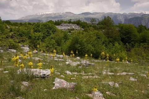 Flowering yellow asphodel