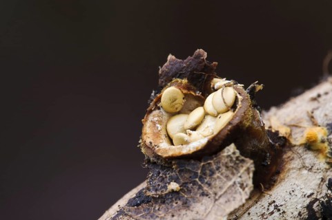 Fruiting body of the common bird's nest