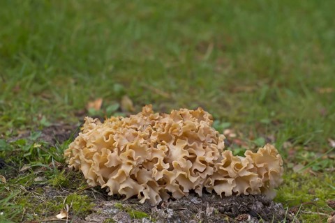 Cauliflower Fungus