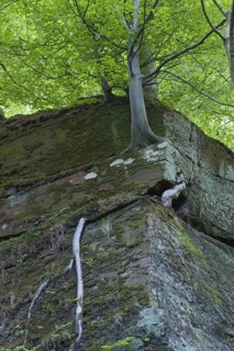 Common Beech