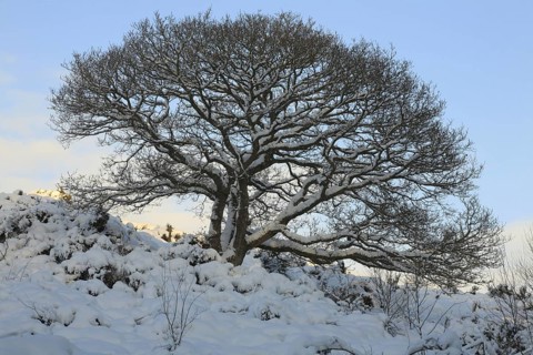 Sessile oak