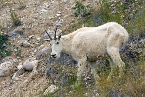 Rocky Mountain mountain goat