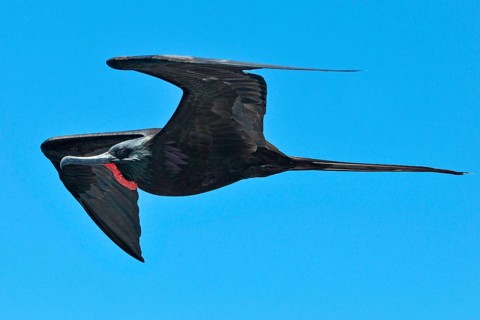 Magnificent Frigatebird