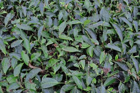 Tea Plantation