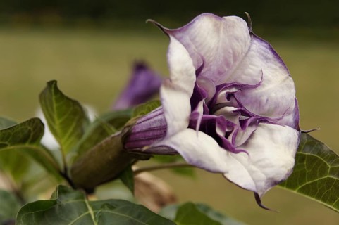 Jimson weed