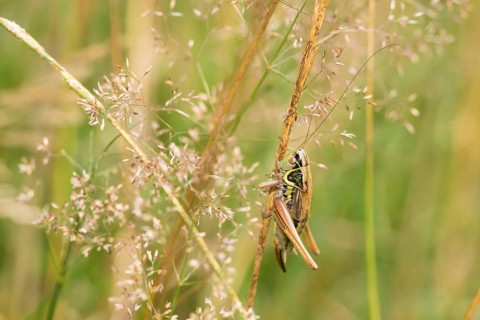 Roesel's bite insect