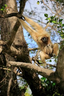 White-handed gibbon