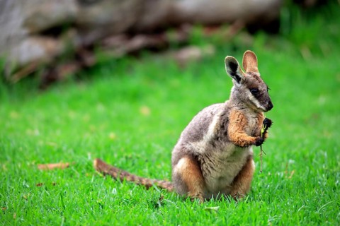 Yellow-footed rock wallaby