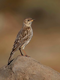 Large-billed lark
