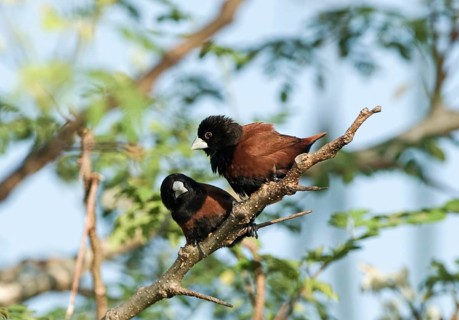 Atricapilla