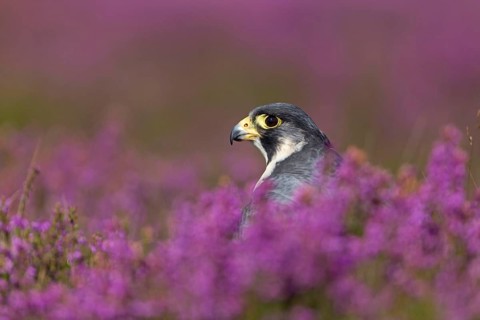 Peregrine falcon