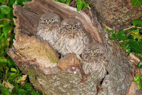 Little Owl