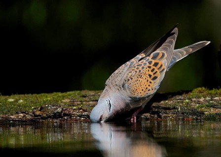 Eurasian Turtle-dove