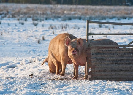 Pig farm