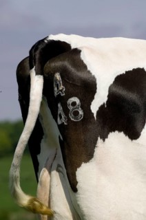 Domestic cattle