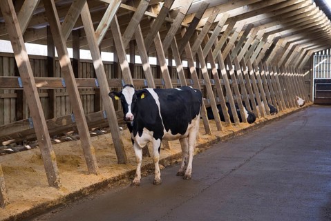 Dairy farming