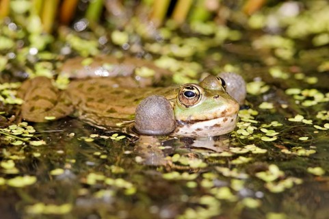 Marsh frog