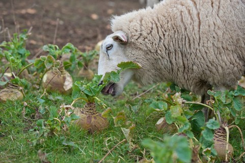 Domestic sheep