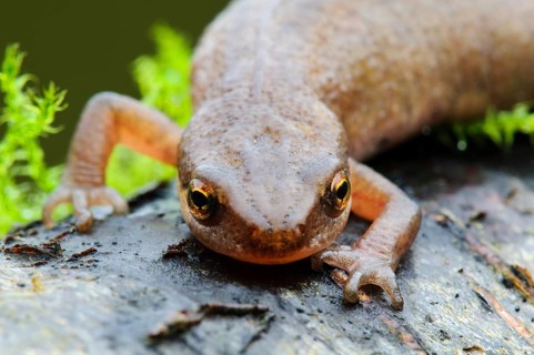 Newt