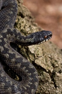 Adder