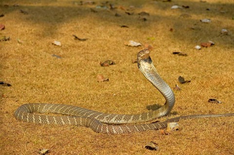 King Cobra