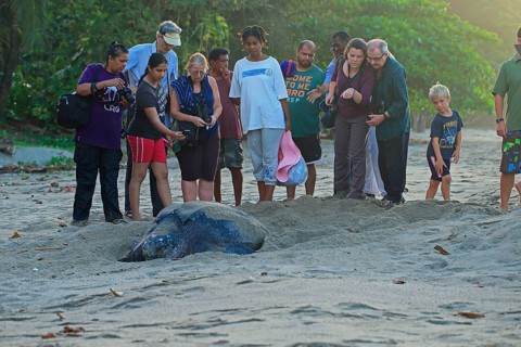 Leatherback sea turtle