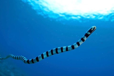 Adder flat-tail