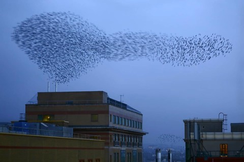 Common common starling