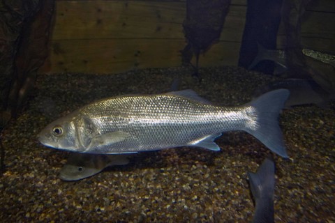 European sea bass