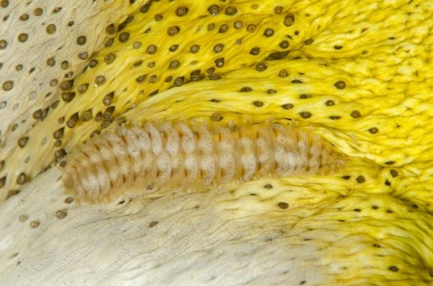 Scale worm