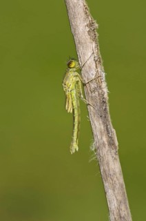 Red-eyed damselfly